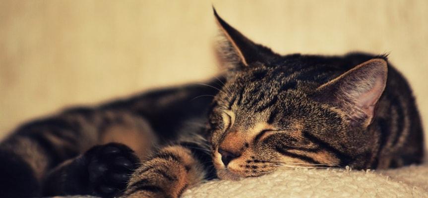 Cats may know nothing about how to stay focused, but they surely know how to have enough sleep.