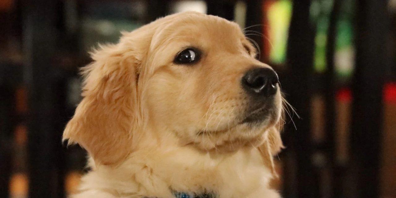 Golden-Retriever_-1280x642.jpg