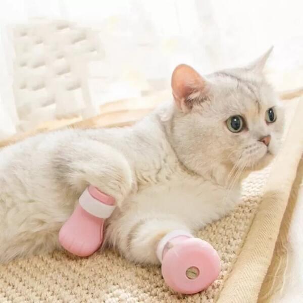 photo of a cat in shoes