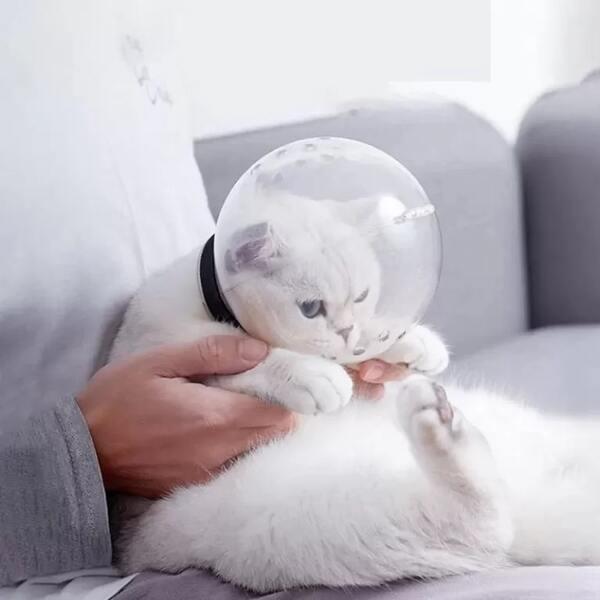 photo of a cat in a space hood