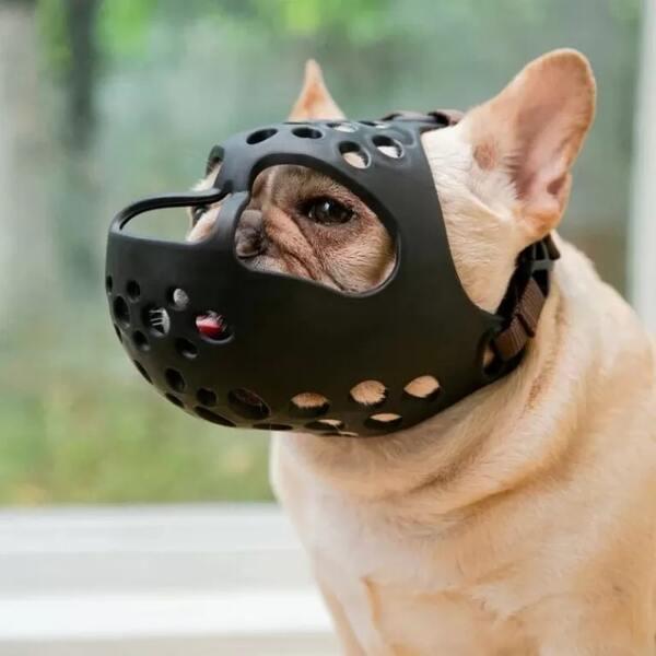 photo of a muzzled dog